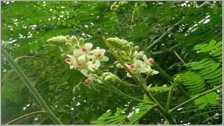 Cây dại xưa mọc đầy đường, nay phải “đắp tiền” để mua - 1