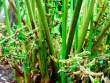 Việt Nam có loại quả gia vị đắt thứ 3 thế giới, chỉ hơn 10 nước trồng được, thế giới "săn lùng"