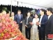 Hành trình xây dựng thương hiệu "Thanh long Sơn La"