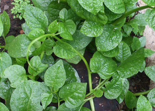 Loại rau rẻ tiền giúp giảm béo, tăng hấp thu sắt, tốt cho người thiếu máu, bán đầy chợ Việt - 1