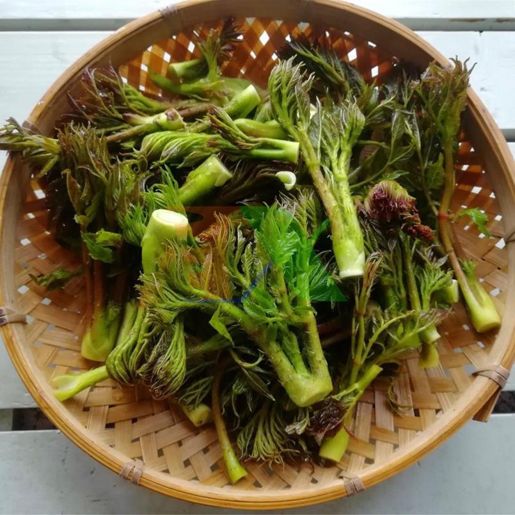 Khi tiết trời chuyển mình sang xuân, những cánh rừng miền núi lại bừng tỉnh sau giấc ngủ đông dài, cũng là lúc một loại rau rừng độc đáo lặng lẽ vươn mình, đó là mầm gai, hay còn gọi là nụ gai. 
