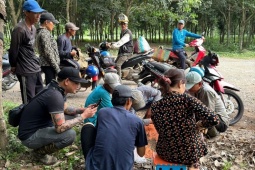  Lộc trời  ở Việt Nam mỗi năm xuất hiện một lần, dân đi hái về bán cả triệu đồng/kg