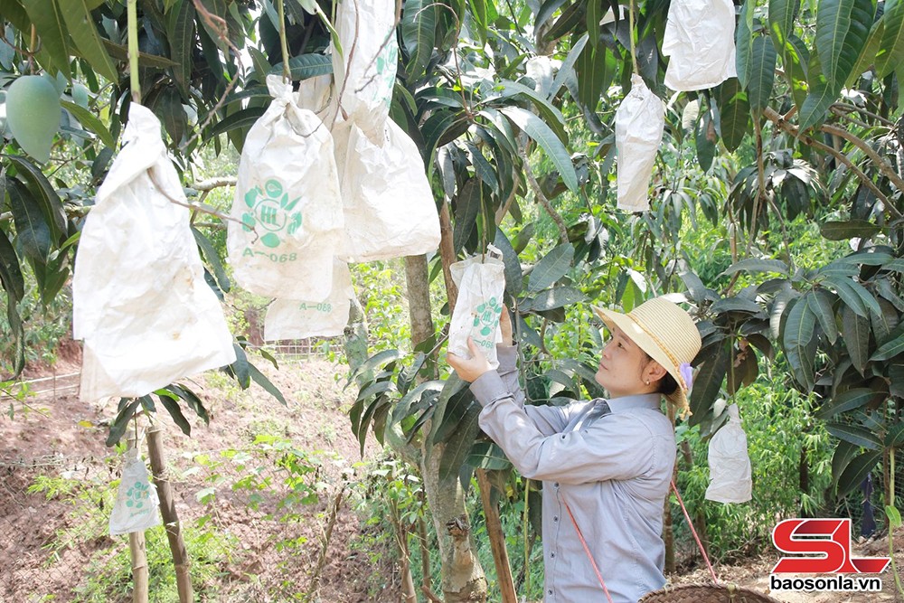 Nông dân xã Chiềng Hặc bao quả xoài Đài Loan.