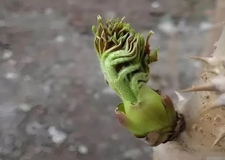 Mỗi cây gai chỉ cho ra duy nhất một mầm non, khiến mầm gai trở nên vô cùng quý hiếm.
