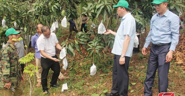 Bao quả - tăng giá trị kinh tế