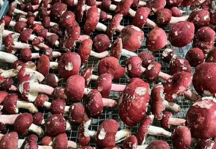 Trung bình, cứ 5-6kg nấm tươi, sấy trong 6-7 giờ sẽ được 1kg nấm khô.
