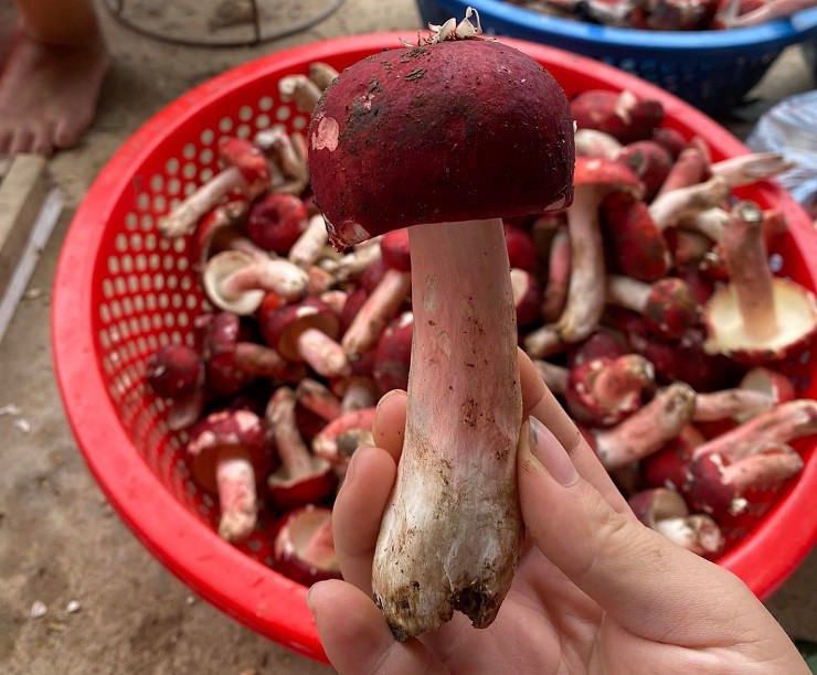 Nấm thường mọc vào gần sáng nên những cây nấm có hình cái ô, chưa xòe to ra, trên mũ vẫn còn nguyên lớp phấn, được thu mua với giá cao nhất, khoảng 200-350.000 đồng/kg.
