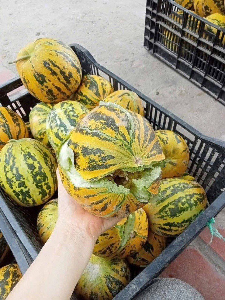 Loại quả rẻ bèo, người trồng chẳng buồn phun thuốc trừ sâu, trị mất ngủ, giải nhiệt cơ thể, hè này nên ăn nhiều - 2