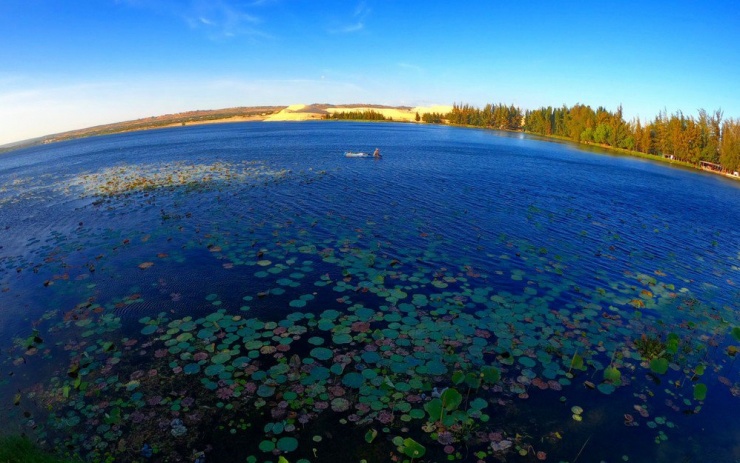 Khu vực rừng dương ven hồ Bàu Trắng nơi du khách thường chọn chụp hình, quay phim. Ảnh PHƯƠNG NAM.