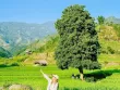 Đắm say mùa lúa xanh Nậm Cang