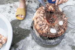 Đặc sản  ' dưới lòng đất '  có từ Bắc vào Nam, trông lạ, ăn ngon lại no lâu