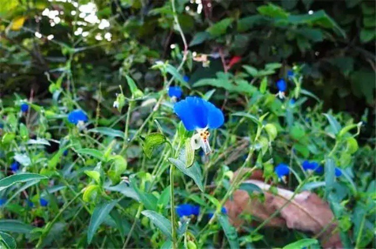 Hoa dại mọc bờ ruộng, người thường ngó lơ, người tinh mắt hái bán đếm tiền - 1