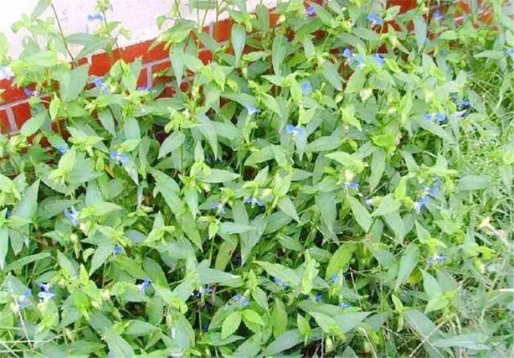 Hoa dại mọc bờ ruộng, người thường ngó lơ, người tinh mắt hái bán đếm tiền - 3