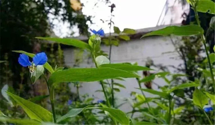 Hoa dại mọc bờ ruộng, người thường ngó lơ, người tinh mắt hái bán đếm tiền - 2