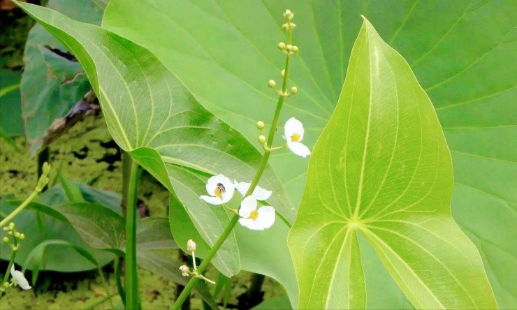 Lội bùn đào “vàng trắng” mọc khắp Việt Nam, rửa sạch đem bán ung dung đếm tiền - 2