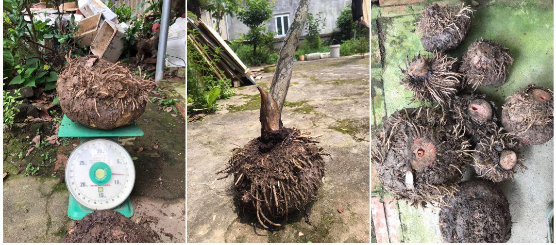 Củ nưa có vẻ ngoài giống khoai môn, nhiều rễ và lớp vỏ bám sần sùi xung quanh, nặng trung bình 2-3kg. Ảnh: Phí Xuân Thưởng