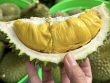 Mẹo chọn sầu riêng chín tự nhiên, không hóa chất