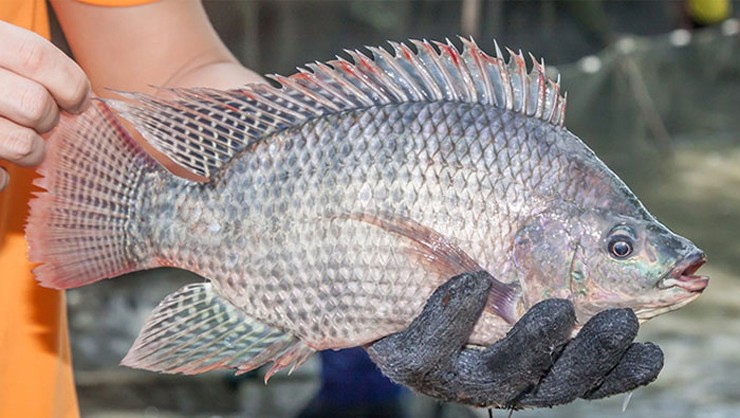 Cá rô phi là loài cá quen thuộc ở các miền quê. Chỉ cần ra đồng một buổi là có thể bắt được cả rổ mang về chế biến. 
