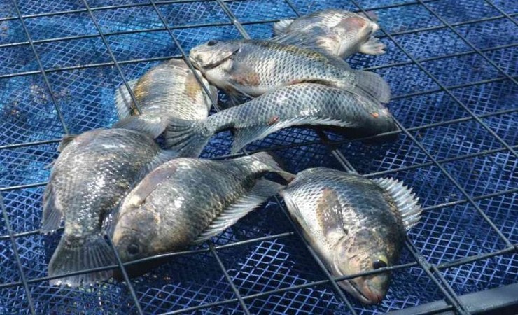 Trên thế giới cá rô phi được nhiều thị trường ưa chuộng, đặc biệt là thị trường Mỹ, Nhật Bản và gần đây là Anh, Canad, Mỹ.
