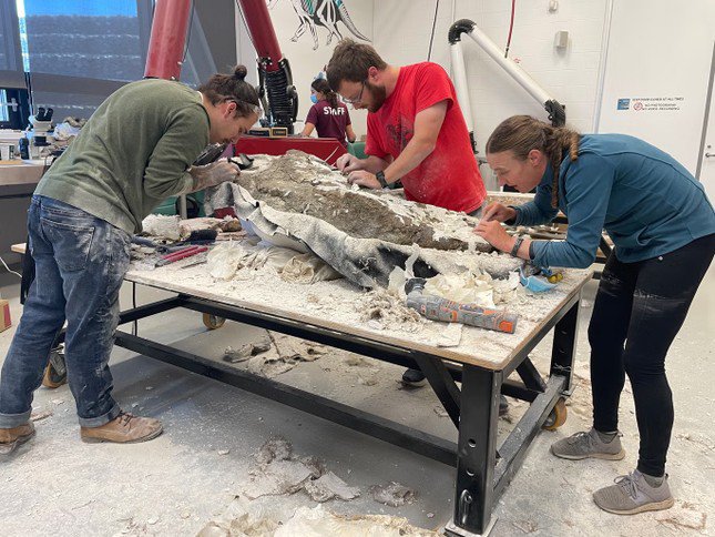 'Lật ngược' hộp sọ khủng long nặng 180kg.