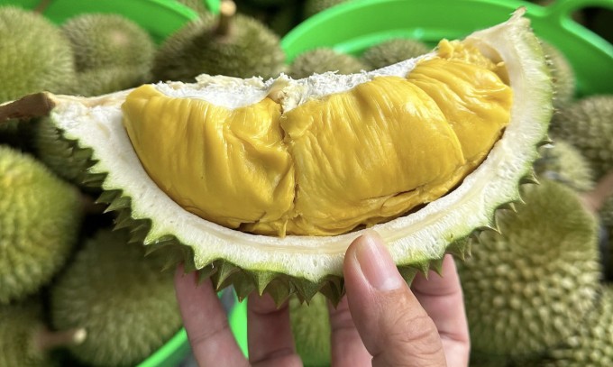 Sầu riêng tại nhà vườn ở Cần Thơ. Ảnh: Mạnh Khương