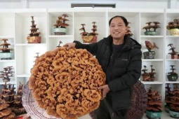 Biến nấm linh chi thành bonsai, một chậu đắt ngang xe máy