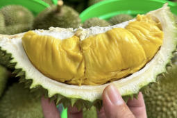 Mẹo chọn sầu riêng chín tự nhiên, không hóa chất