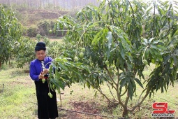 Nông dân Yên Châu tích cực chăm sóc xoài tròn