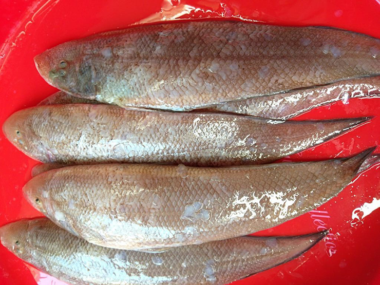 Thịt cá bơn giàu protein, omega-3, vitamin D,... hỗ trợ phát triển trí não trẻ nhỏ, tốt cho tim mạch người lớn tuổi&nbsp;và tăng sức đề kháng cho bà bầu...
