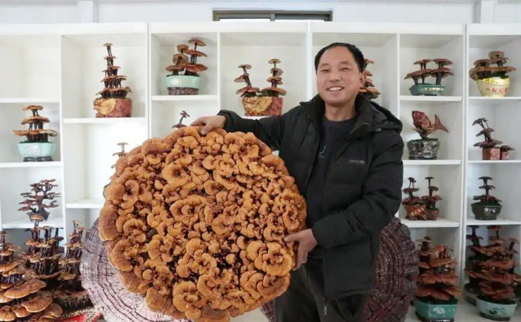 Biến nấm linh chi thành bonsai, một chậu đắt ngang xe máy - 1