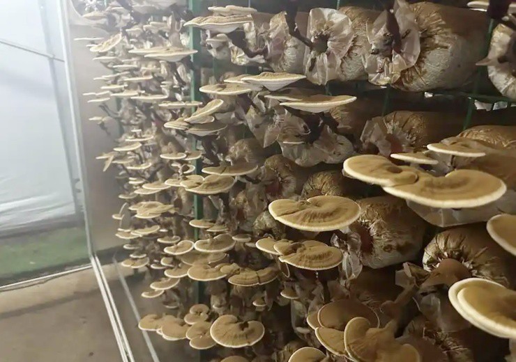 Biến nấm linh chi thành bonsai, một chậu đắt ngang xe máy - 2