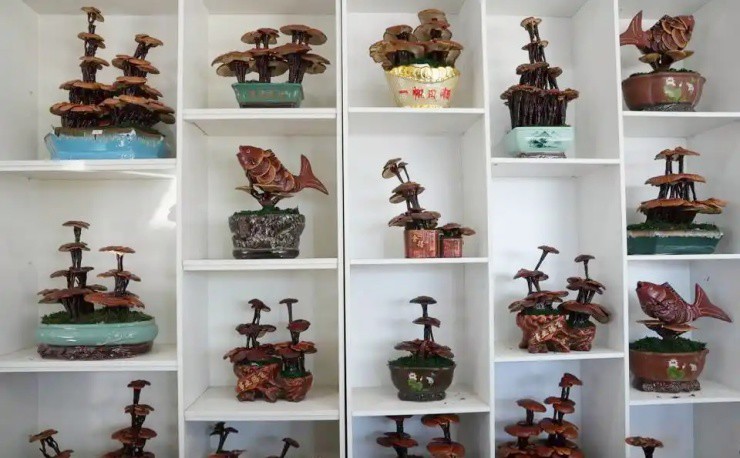 Biến nấm linh chi thành bonsai, một chậu đắt ngang xe máy - 3
