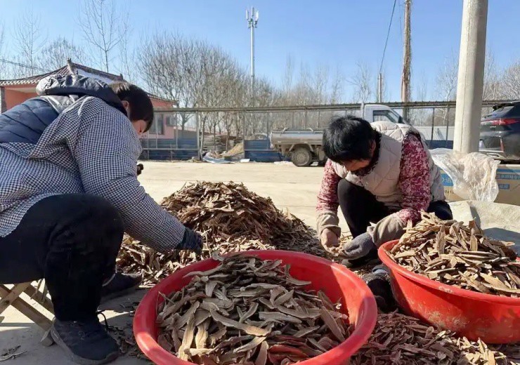 Biến nấm linh chi thành bonsai, một chậu đắt ngang xe máy - 4