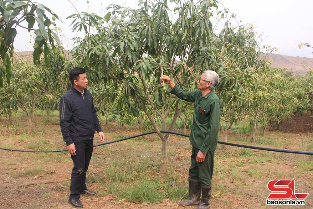 Cán bộ Trung tâm Dịch vụ nông nghiệp huyện Yên Châu kiểm tra tình hình sâu bệnh trên xoài tròn tại xã Chiềng Pằn.