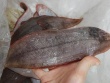 Loài cá "xẹp lép", ở Việt Nam giá bình dân, nhập từ Hàn Quốc về bán 1,5 triệu/kg vẫn đắt khách