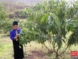 Nông dân Yên Châu tích cực chăm sóc xoài tròn