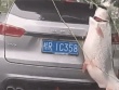 Treo cá khủng gần 40kg sau xe diễu phố, người đàn ông nhận ‘kết đắng’