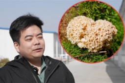Trồng  " nấm thần kỳ "  dưới nắng mà hốt bạc triệu/ngày