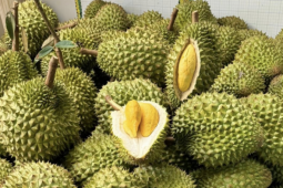 Sầu riêng bị Trung Quốc trả về, DN gửi thẳng lên Thủ tướng một chuyện bất thường