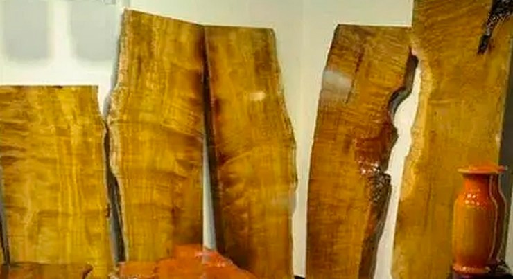 Cây gỗ Kim Tơ Nam Mộc phát triển chậm, phải mất từ 200 - 500 năm mới đạt độ tuổi khai thác, góp phần tạo nên giá trị quý hiếm.
