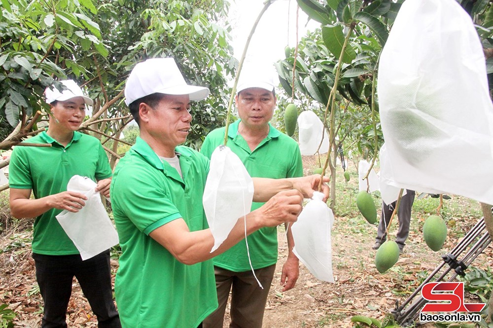 Nông dân xã Mường Bú bao quả xoài, đảm bảo tiêu chuẩn xuất khẩu.