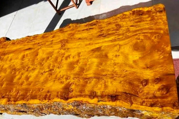 Chúng lớn lên lặng lẽ giữa những khu rừng đại ngàn, với biết bao biến thiên của tự nhiên.
