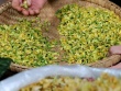 Hoa dại mỗi năm chỉ có 1 mùa, bà nội trợ săn lùng mua ăn dù giá tới 360.000 đồng/kg
