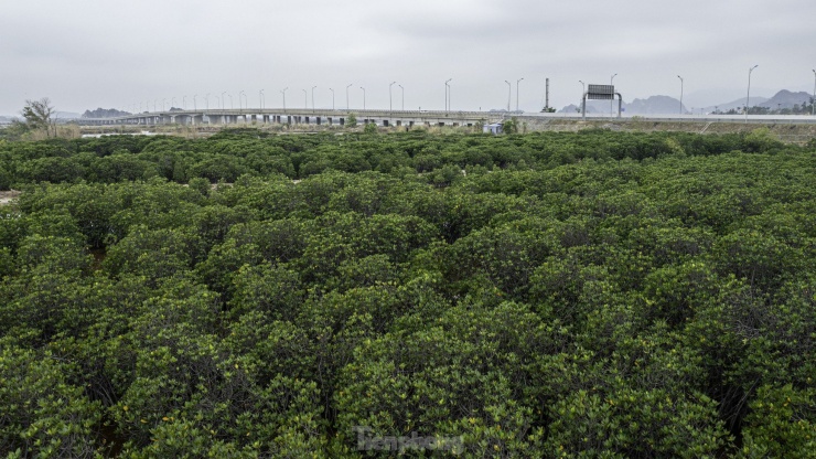 Cò lũ lượt về làm tổ đẻ trứng tại rừng ngập mặn ở Hạ Long - 2