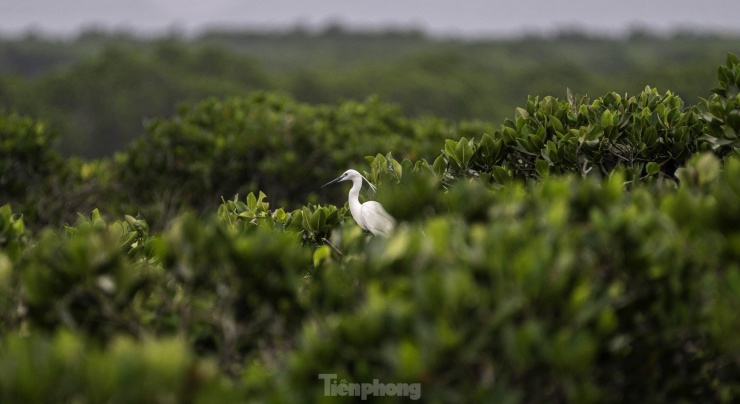 Cò lũ lượt về làm tổ đẻ trứng tại rừng ngập mặn ở Hạ Long - 8