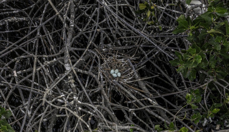 Việc nguồn thức ăn phong phú cùng với điều kiện sống lý tưởng khiến nhiều năm trở về đây, cò thường xuyên tới khu vực này làm tổ, đẻ trứng.