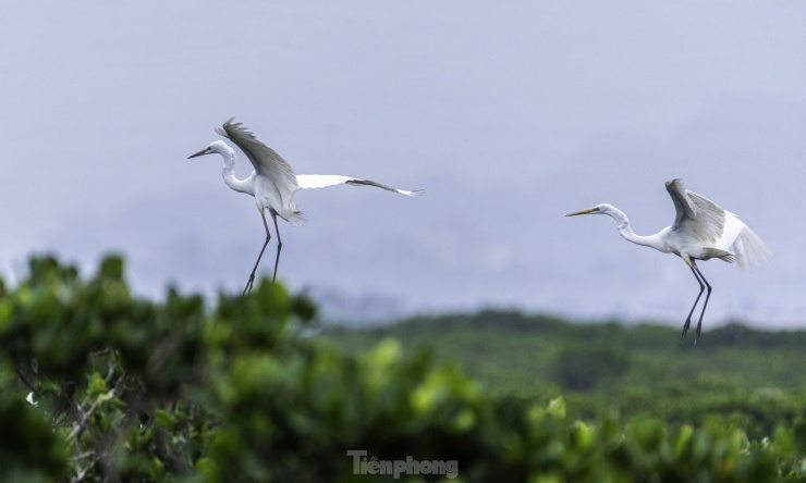 Cò lũ lượt về làm tổ đẻ trứng tại rừng ngập mặn ở Hạ Long - 13