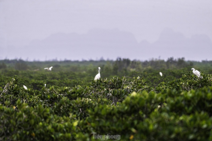 Cò lũ lượt về làm tổ đẻ trứng tại rừng ngập mặn ở Hạ Long - 14