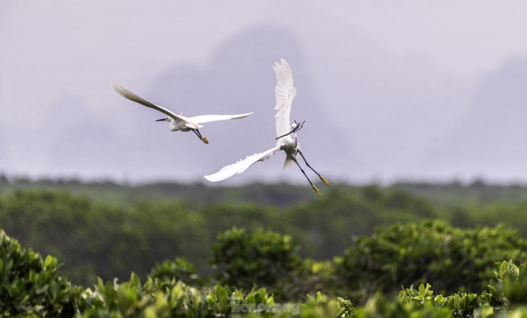 Loài cò thường di cư đến Vịnh Hạ Long để tìm kiếm thức ăn tầm tháng 3 và tháng 9. Việc đàn cò xuất hiện nhiều như hiện nay cho thấy trên vịnh có nguồn lợi thủy sinh tốt, thuận lợi để cò tìm kiếm thức ăn.