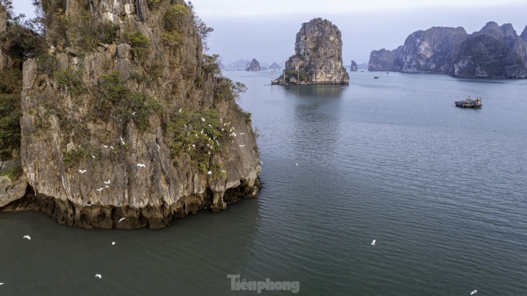 Nhiều khách du lịch trên hải trình tham quan vịnh Hạ Long không khỏi ngỡ ngàng, thích thú khi được ngắm hình ảnh đàn cò trắng sải cánh trên mặt biển tìm nơi trú ngụ.